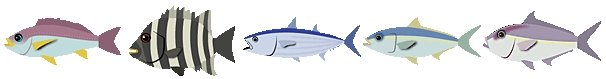 サビキ釣りで釣れる魚たち②