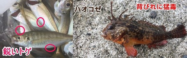 鯵のお尻の骨に注意・ハオコゼも背びれに猛毒あり